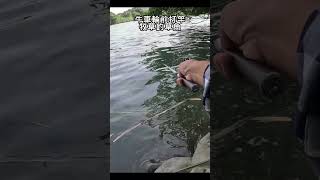 草魚喜歡跟人玩/釣草魚不會無聊~#fishing