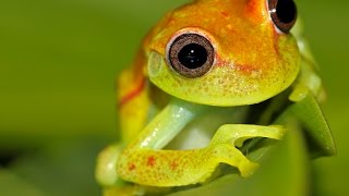 The ‘amphibian plague’: why are so many amphibian species going extinct?