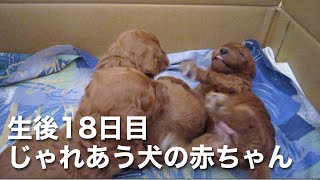 【生後18日目】じゃれ合う犬の赤ちゃんが可愛すぎる！トイプードルの子犬たち｜toy poodle puppy