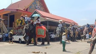 อลังการ‼️ช้างมากกว่า 5️⃣0️⃣ เชือก ร่วม แห่งานบวชนาค ประจำปี ที่วัดพรมเทพ💥@วิถีคนเลี้ยงช้างไทยแลนด์