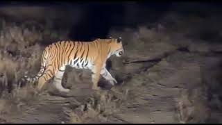 Tiger crossing with their babies in Sathyamangalam forest-Tamilnadu