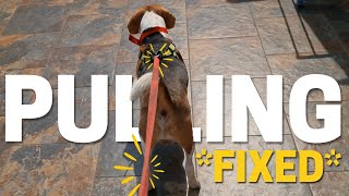 How to Stop Any Leash Problem with Beagle on Day 1