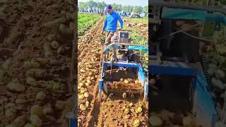 Smart and brilliant technique  harvesting potatoes using machines with satisfactory results #shorts