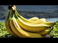 how bananas processed how millions of bananas processed in factory using modern technology.