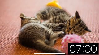 7 Minute Timer - Just Cats