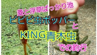 菱と浮き草ばっかり池、ビビビ虫ポッパーとKING青木虫での釣行