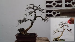 Pertama Kenal Bonsai Ya Bonsai Serut Ini😁 | how to make a bonsai step by step