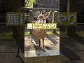 奈良公園の歩き方 ならまち 春日大社 東大寺 奈良の鹿 vlog