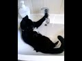 cat in bathroom