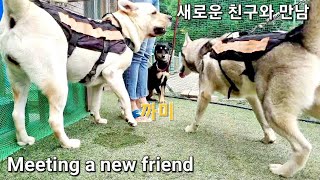 새로운 친구 만남, 강아지 밥먹고 산책, Walking Dogs, 허스키 Husky, 리트리버 Retriever, Animal Farm, 사과 과수원, 221002.일