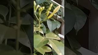 இராமபாணம் பூ/Ramabanam flower/Near window#shortsfeed#tamil#Nature#beauty#trending