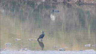 越生越辺川のカワウとオオバン：埼玉県入間郡越生町