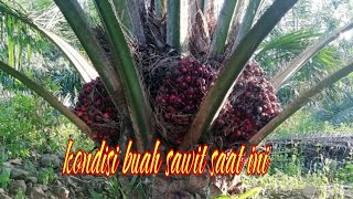 Ada beberapa faktor yang membuat buah sawit lambat masak