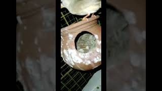 Finches stated to lay eggs 🥚| D4 Creation