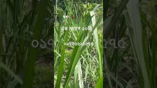 এক জোপে ৫০উপর ঘাস আলহামদুলিল্লাহ জারা১ হাইব্রিড ২মাস পানিতে টিকবে এভাবে চাষ করলে