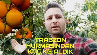 TRABZON HURMASI  1 AĞAÇTAN KG ALDIK YOK BÖYLE BİRŞEY