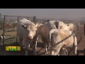 TIERRA FERTIL TV - El Ganado Charolais Mexicano (28.05.16)