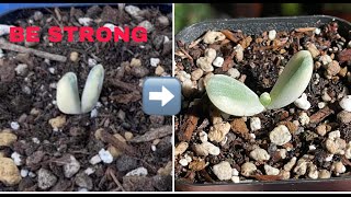 IS IT EASY TO GROW COTYLEDON VARIEGATED | CÁCH TRỒNG SEN ĐÁ CẦU VỒNG | 다육식물 | 多肉植物 | Suculentas