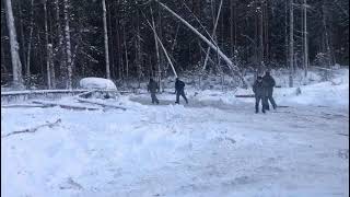 В Иркутской области возбуждено уголовное дело в отношении нелегальных лесозаготовителей