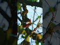 White Throated Kingfisher | #wildlifephotography #wildlife #kingfisher #indianwildlife