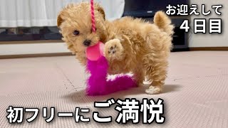 【マルプーの子犬】室内ドッグランでリフレッシュ