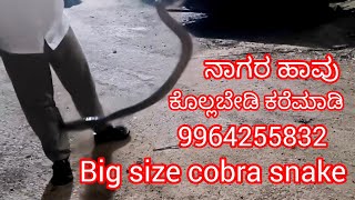 ವಿಠಲಾಪುರ ಗ್ರಾಮದಲ್ಲಿ ರಕ್ಷಣೆ ಮಾಡಿದ ನಾಗರ ಹಾವು #VIRAL #TRENDING #FEED #SNAKE #COBRA 9964255832