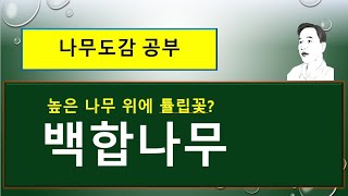 백합나무(튤립나무)는 어떤 나무일까?