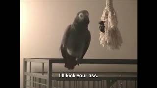 CURSING PARROTS