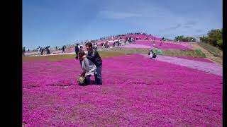 愛知県 豊根村「茶臼山」芝桜