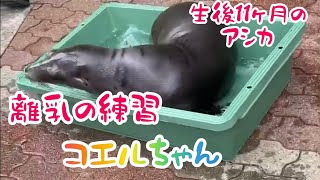 コエルちゃんの離乳の練習💕生後11ヶ月　桂浜水族館にて　カリフォルニアアシカ