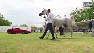 N 89 ST TULLIO   Vesuvio Trophy 2024   International Show   Stallions 7+ Years Old Class 11