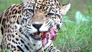 Jaguar Bone Crunching