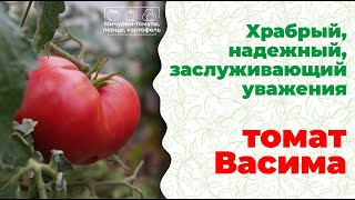 Изумительный, народный томат Васима для открытого грунта. Мичурин-Томаты, Елена Храмушина