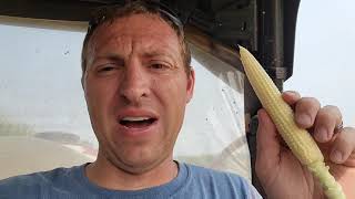 How to Tell if Corn has Pollinated - #464