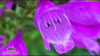 Native Garden Walkabout Early November || PART 3 || Obedient Plant, Hairy Phlox