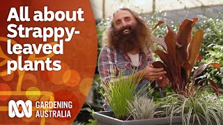 How these plants can add form and texture to your garden | Garden Inspiration | Gardening Australia