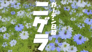 【秋の種蒔き】【ニゲラ育て方】種蒔き〜種取り全記録！ガーデニング初心者の庭づくり