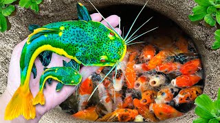 Catch Colorful Ornamental Catfish In Tiny Pond, Pencil Fish, Red Guppy, White Ranchu Fish, Frogs