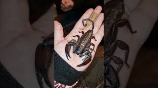 flat rock scorpion just sat so still #shortvideo #shorts