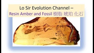 Lo Sir Evolution Channel - Resin Amber and Fossil 樹脂 琥珀 與 化石