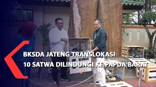 BKSDA Jateng Translokasi 10 Satwa Dilindungi ke Papua Barat