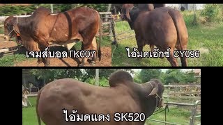 สุดยอดพ่อพันธุ์บราห์มัน เจมส์บอน TK007, ไอ้มดเอ๊กซ์ CY096, ไอ้มดแดง SK520lโชคเนรมิตรฟาร์ม มหาสารคาม