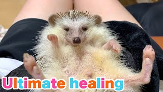 【癒し動画】このハリネズミをみたら嫌なことが吹っ飛びます。　When you see this hedgehog, the unpleasant things are blown away.