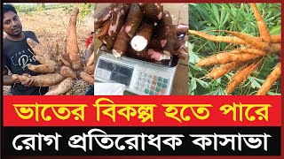 বাংলাদেশের সম্ভাবনাময় নয়া ফসল কাসাভা | Cassava | Exclusive News