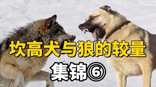 大型紀錄片：坎高犬與狼的較量，集錦6