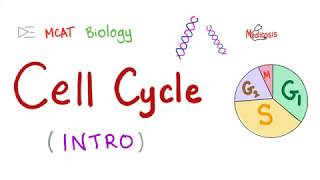 The Cell Cycle - Clear and Simple - Biology - MCAT - GCSE