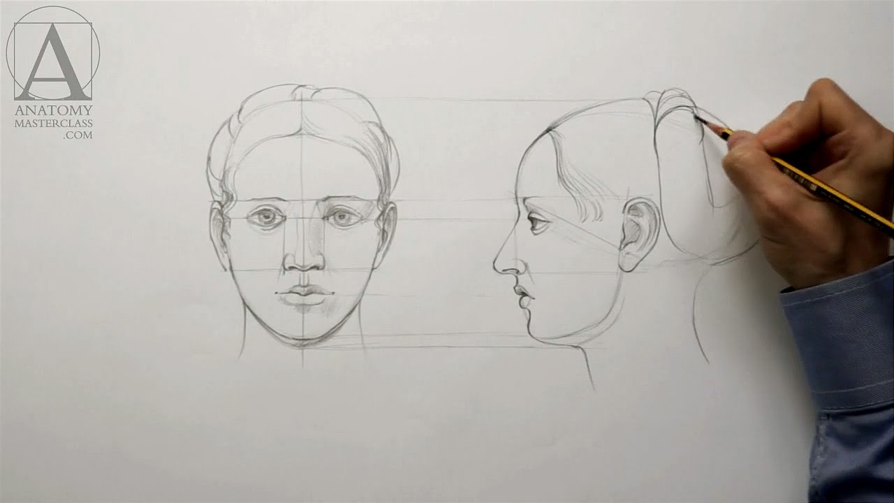 Human Head Proportions - Anatomy Master Class - YouTube