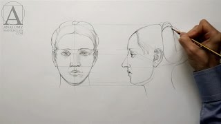 Human Head Proportions - Anatomy Master Class