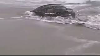 A huge sea turtle. বড়ো সমুদ্র কচ্ছপ।