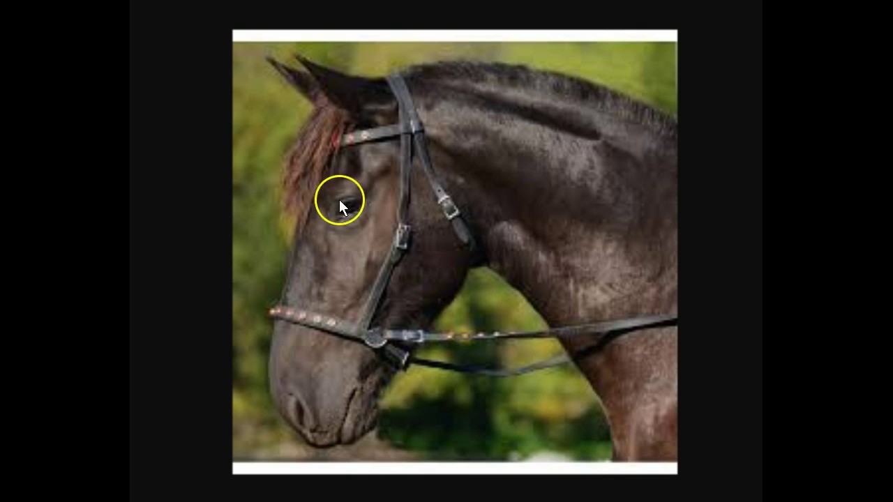 Truth Of The Talisman: Bitless Bridle Hackamore